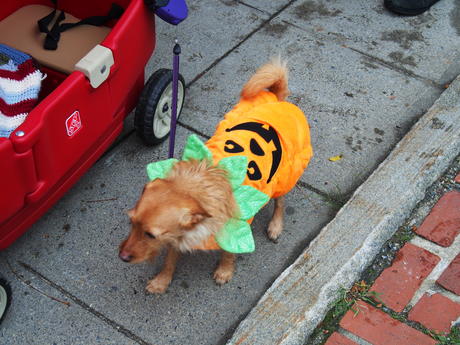 Pumpkin dog