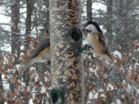 Birds at the feeder