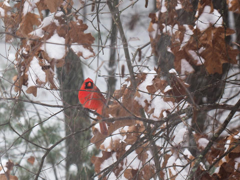 Cardinal in tree
