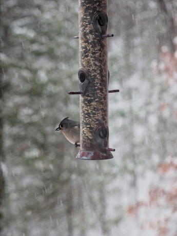 Titmouse #2