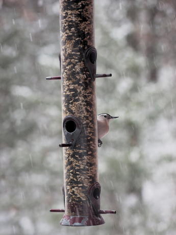 Nuthatch #2