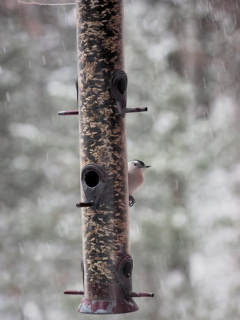 Nuthatch #3