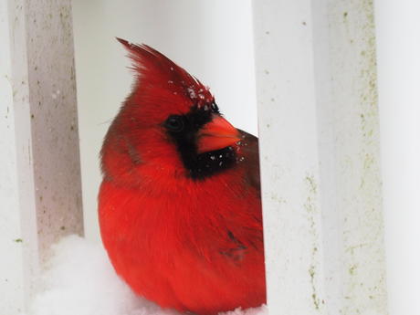 Cardinal #3