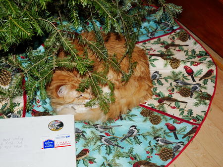 Cat christmas present