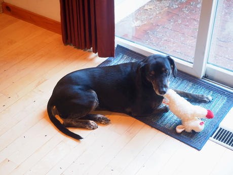 Sophie and her Lamb Chop