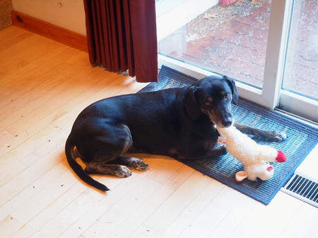 Sophie and her Lamb Chop #2