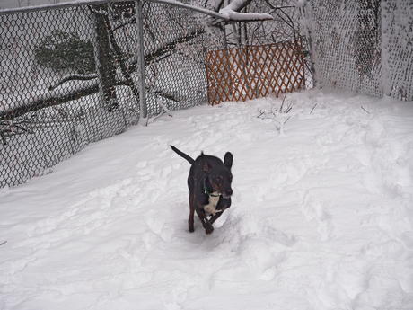 Sophie in the snow #3
