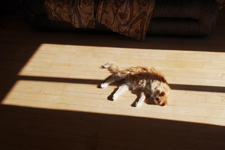 Suncat