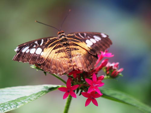 Brown and white butterfly