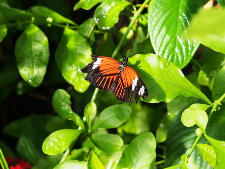 Orange and black butterfly