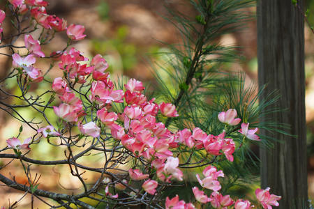 Liz's dogwood tree