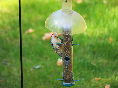 Red headed woodpecker #2