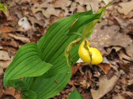 Yellow ladyslipper
