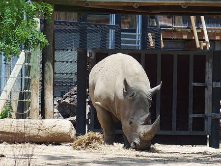 White rhinoceros