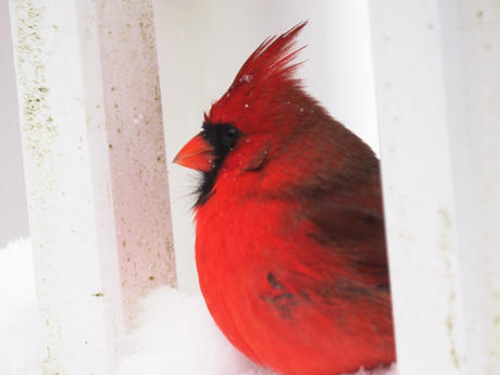 Cardinal