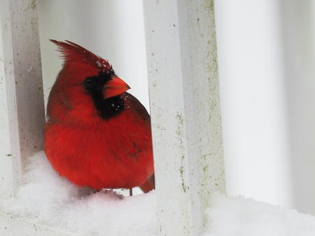 Cardinal #3