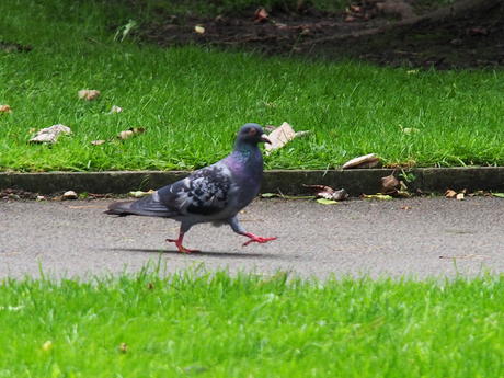 Pigeon