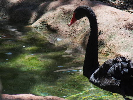 Black swan