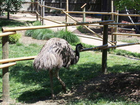 Emu