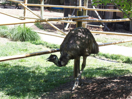 Emu #3