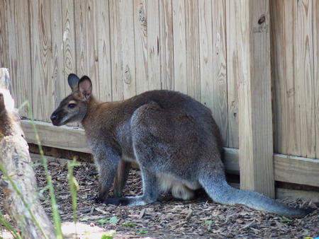 Red-necked wallaby