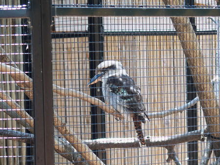 Kookaburra