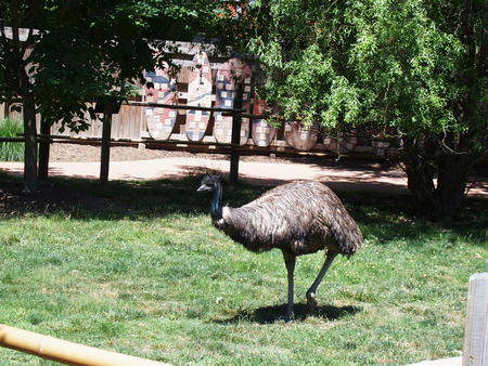 Emu #4