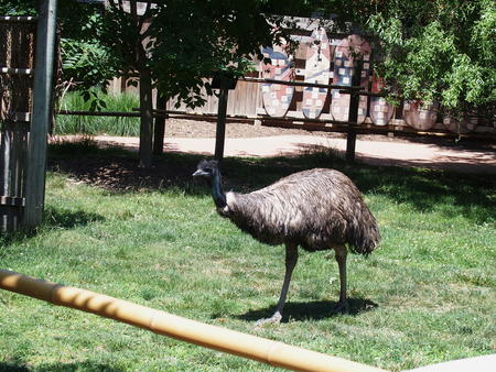 Emu #5