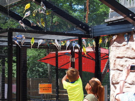 Feeding the budgerigar