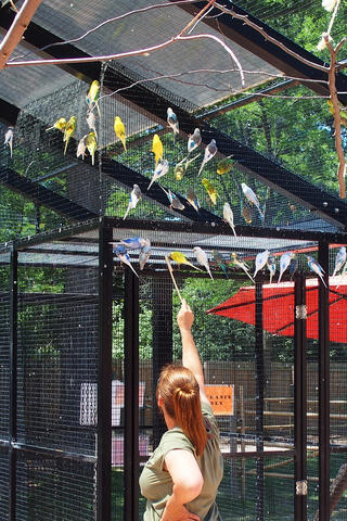 Feeding the budgerigar #2