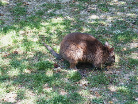 Parma wallaby