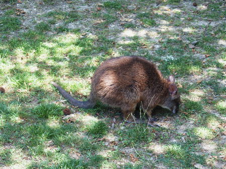 Parma wallaby #2