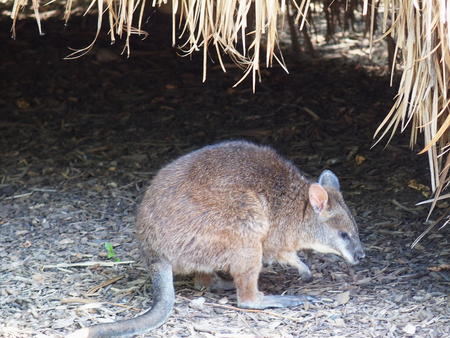 Parma wallaby #3