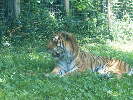 What big teeth you have