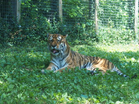 It's on the tip of my tongue