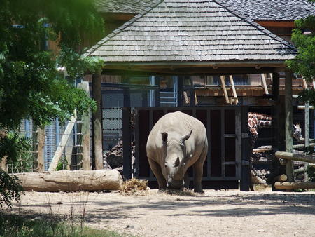 White rhinoceros
