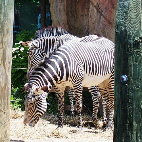 Zebra