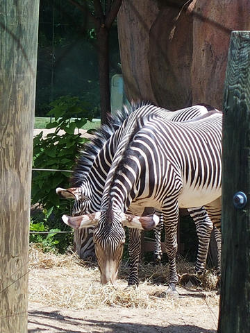 Zebra #2