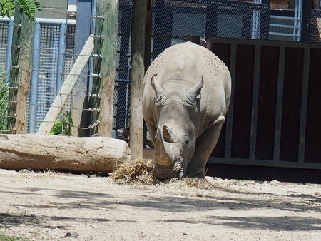White rhinoceros #3