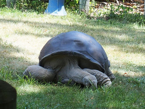 Tortoise