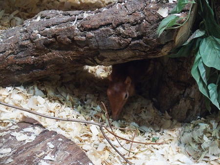 Black-and-rufous elephant shrew
