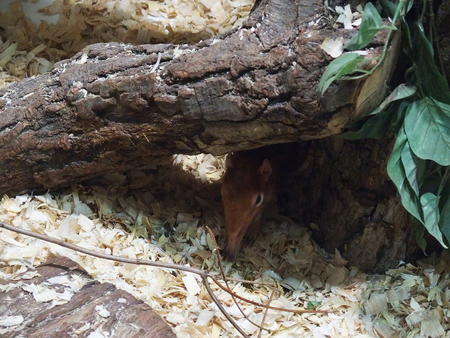 Black-and-rufous elephant shrew #2