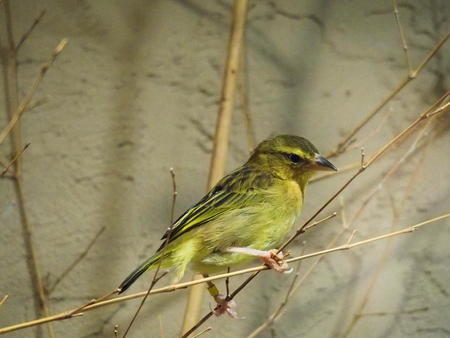 Taveta golden weaver