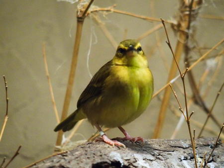 Taveta golden weaver #3