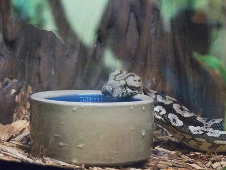 Madagascar tree boa #2