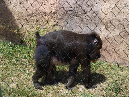 Monkey or great ape #2