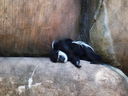 Colobus monkey