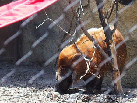 Red river hog