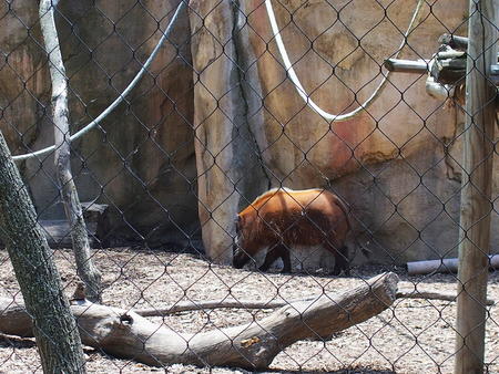Red river hog #2