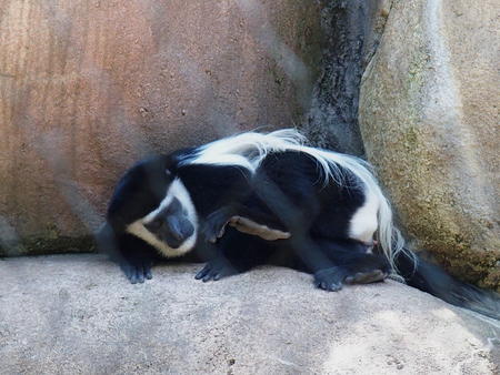 Colobus monkey #3